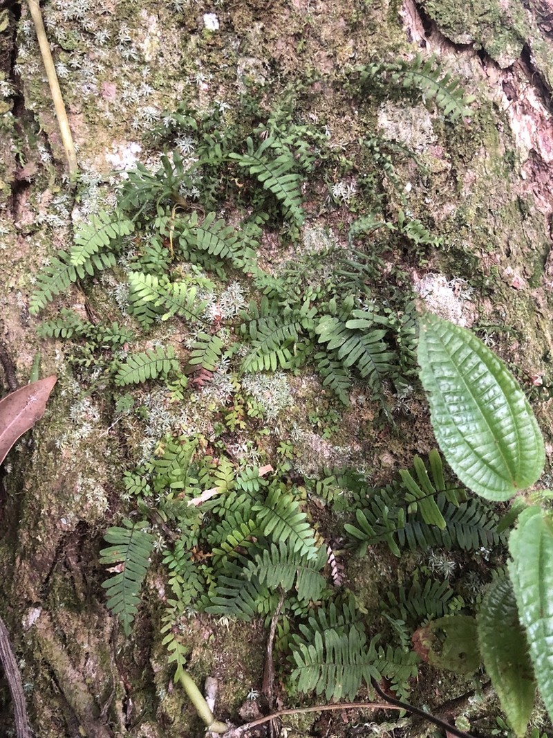 Pecluma singeri photo 4