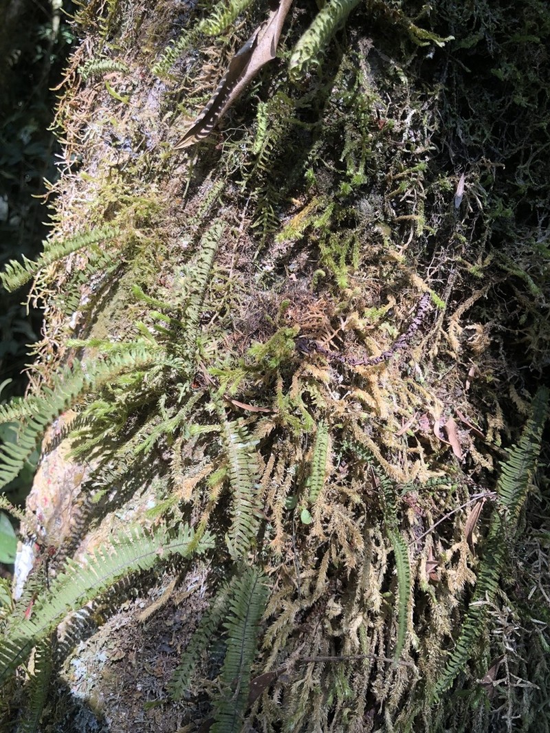 Pecluma singeri photo 5