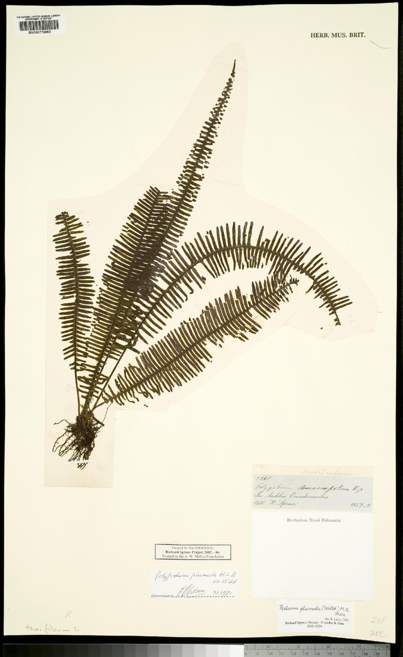 Pecluma struthionis