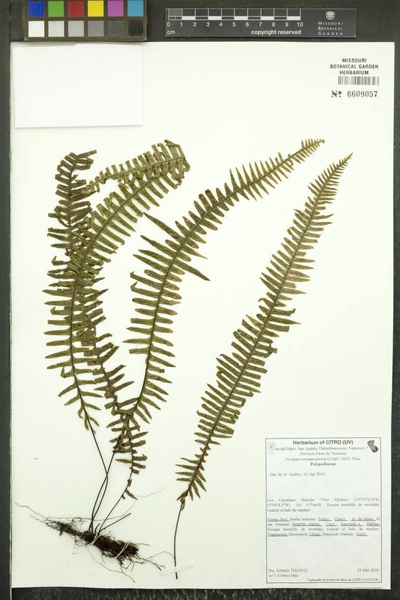 Pecluma sursumcurrens