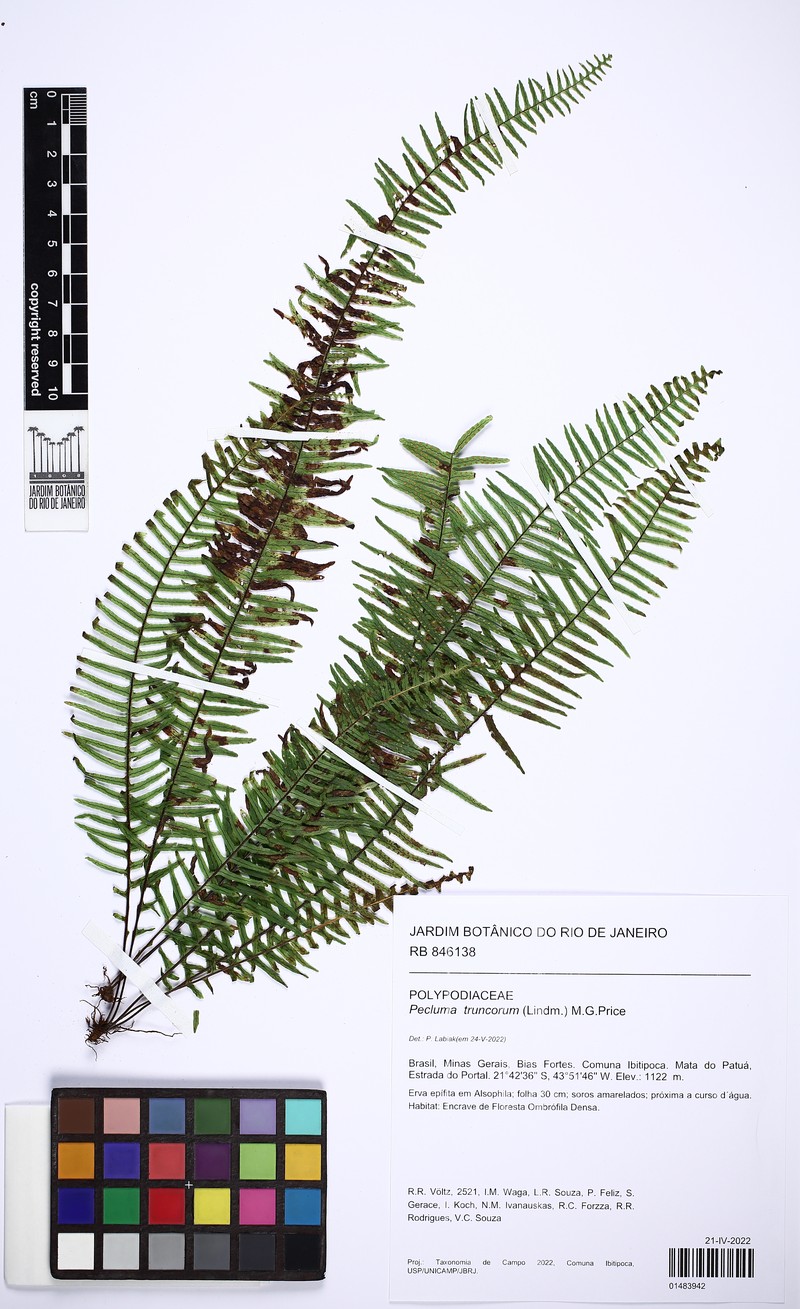 Pecluma truncorum
