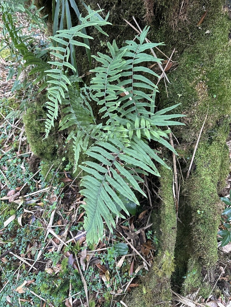 Pecluma ursipes