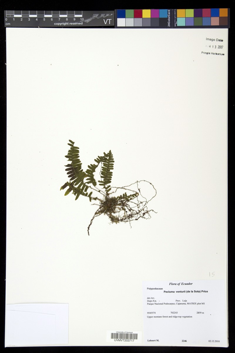 Pecluma venturii