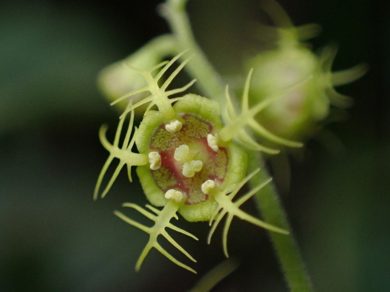 Fivestamen Miterwort