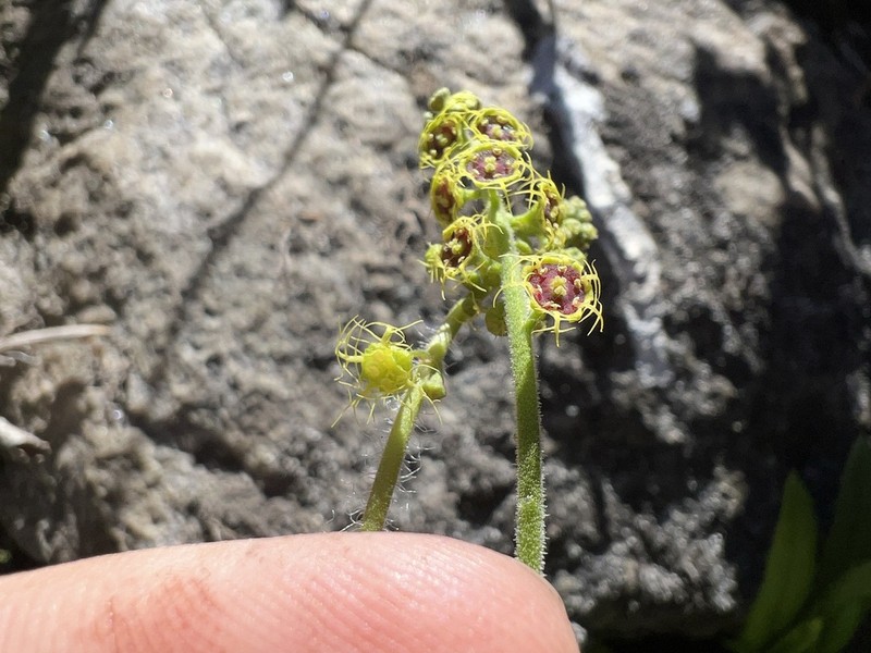 Fivestamen Miterwort photo 2