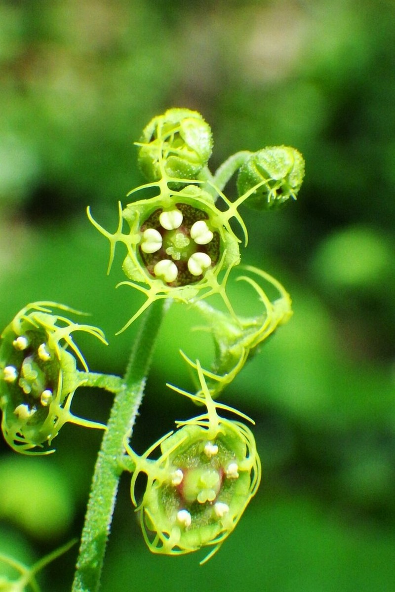 Fivestamen Miterwort photo 3