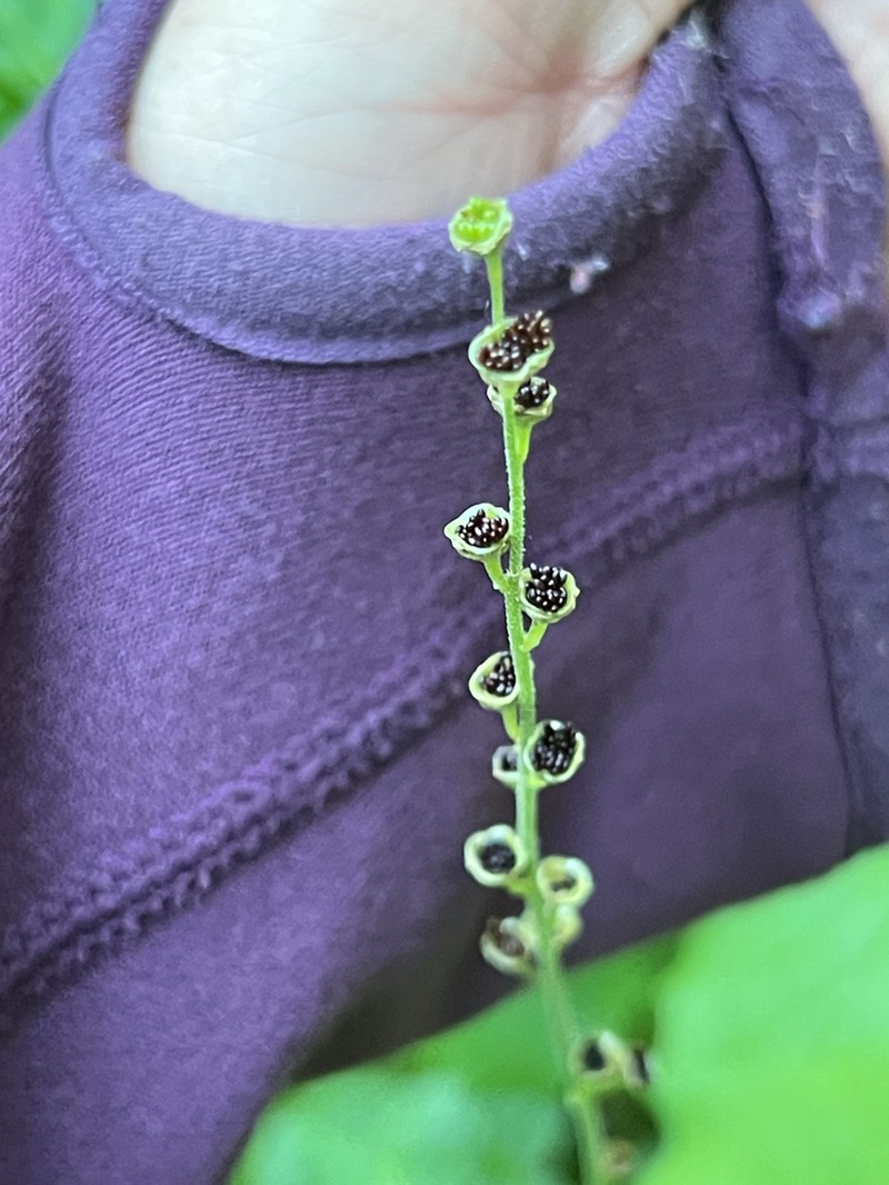 Fivestamen Miterwort photo 4