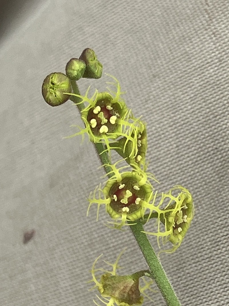 Fivestamen Miterwort photo 5