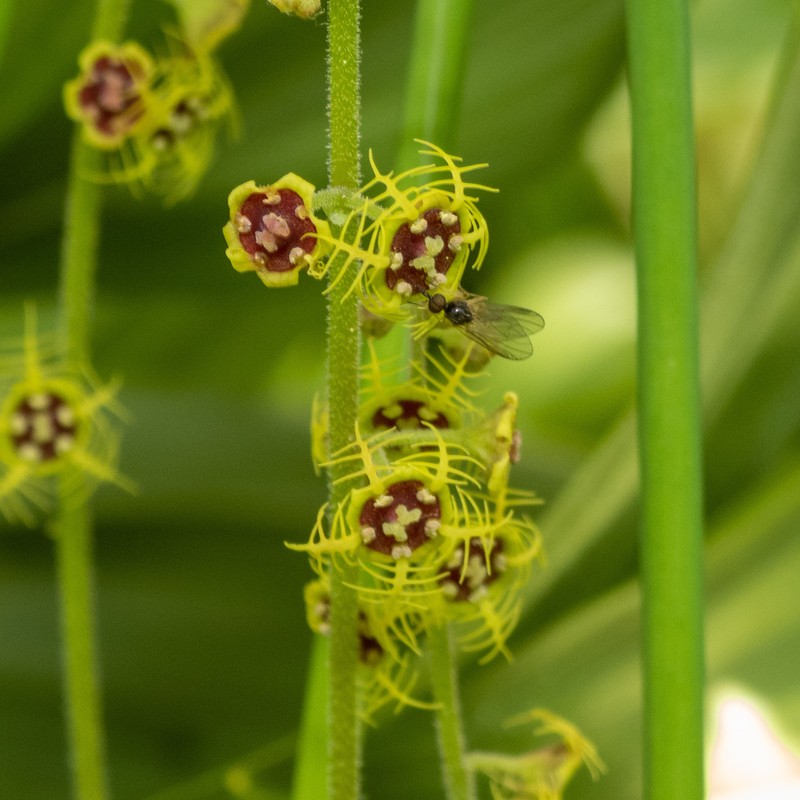 Fivestamen Miterwort photo 6