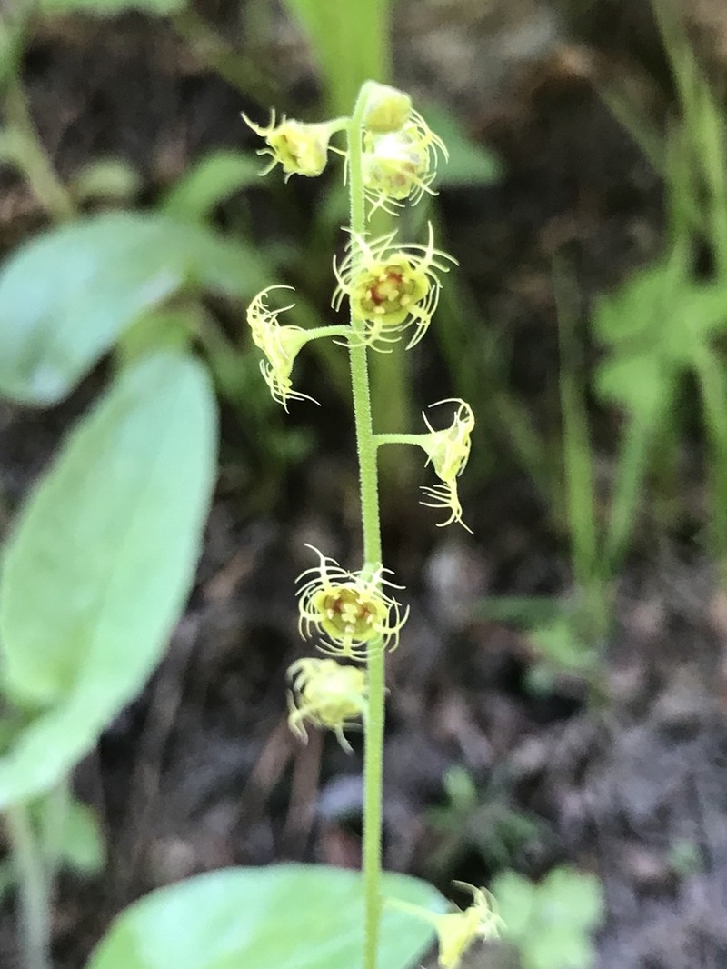Fivestamen Miterwort photo 7