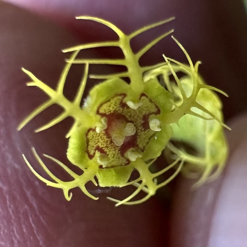 Fivestamen Miterwort photo 8
