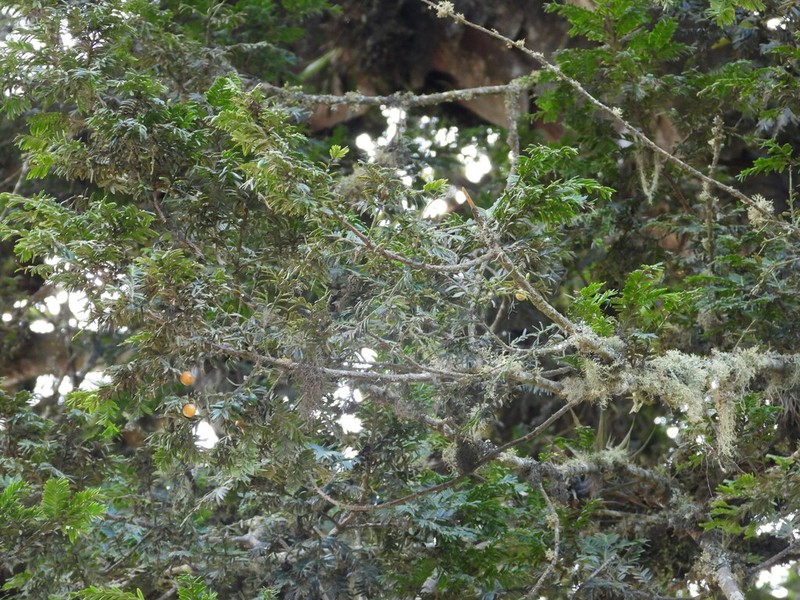 Pectinopitys exigua