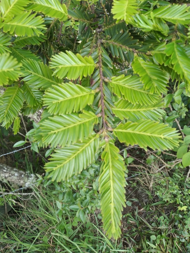 Pectinopitys exigua photo 2