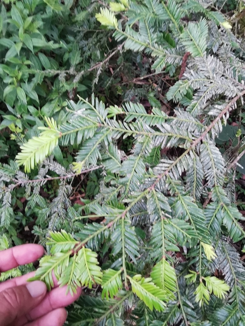 Pectinopitys exigua photo 3