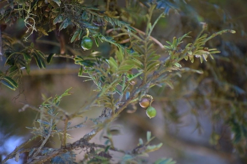 Pectinopitys exigua photo 4