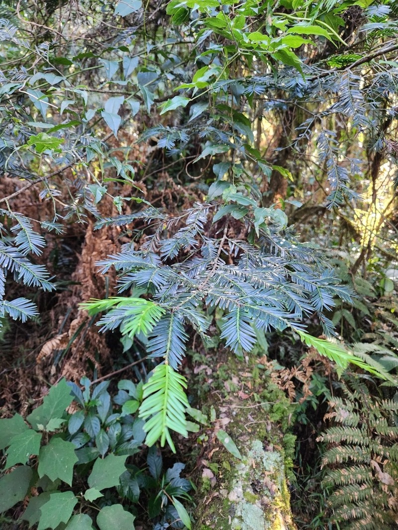 Pectinopitys exigua photo 6