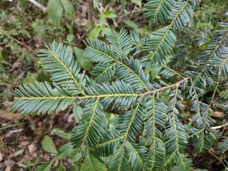 Pectinopitys exigua photo 7