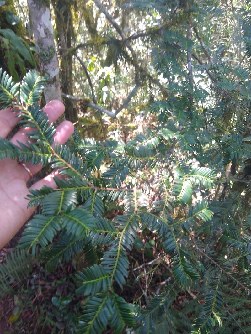 Pectinopitys exigua photo 8