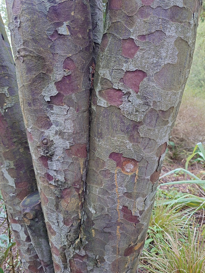 Pectinopitys ferruginea