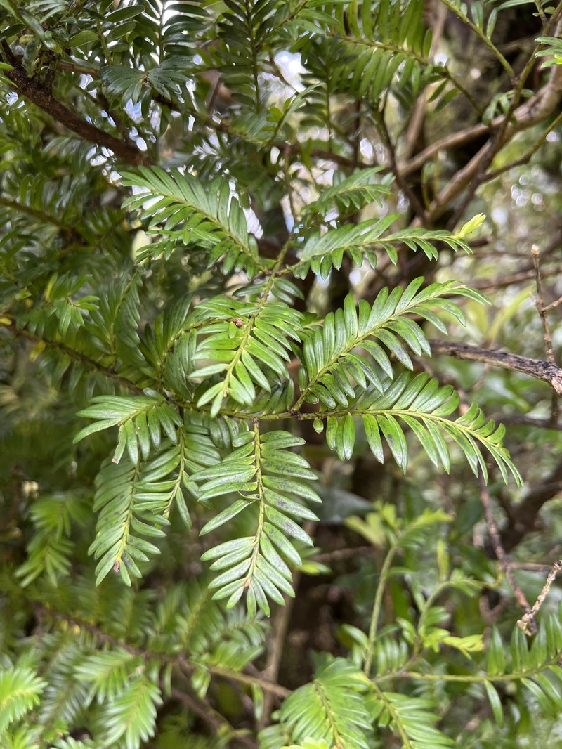 Pectinopitys ferruginea photo 2