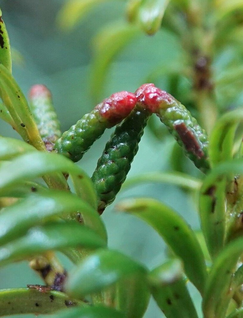 Pectinopitys ferruginea photo 3