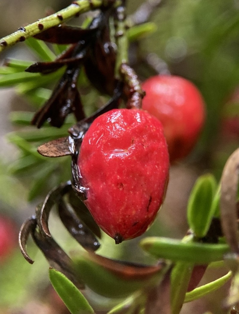 Pectinopitys ferruginea photo 4