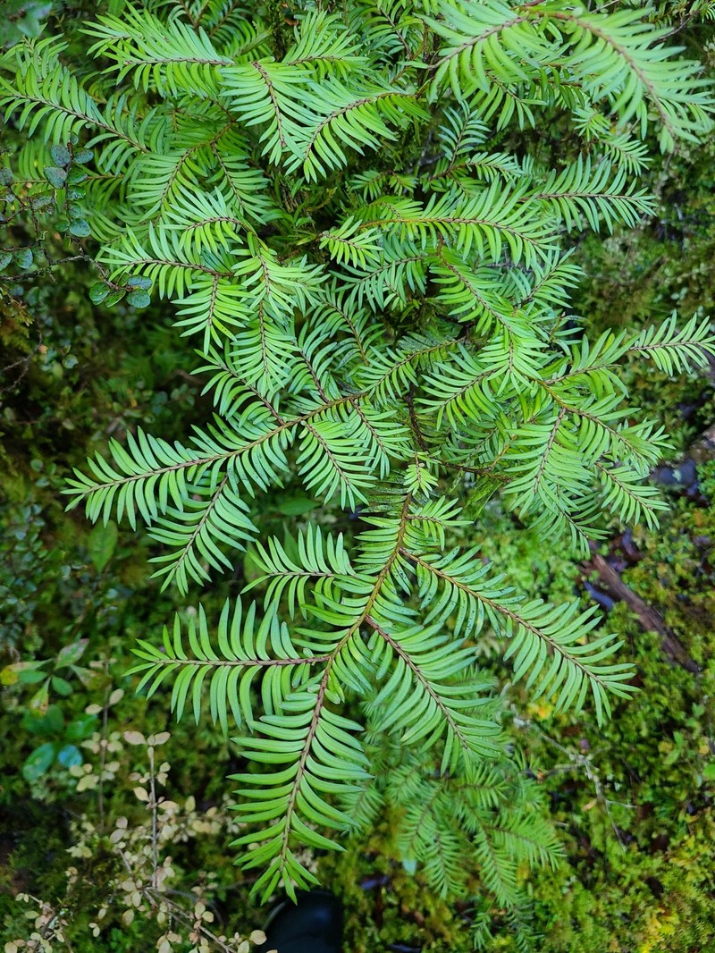 Pectinopitys ferruginea photo 5