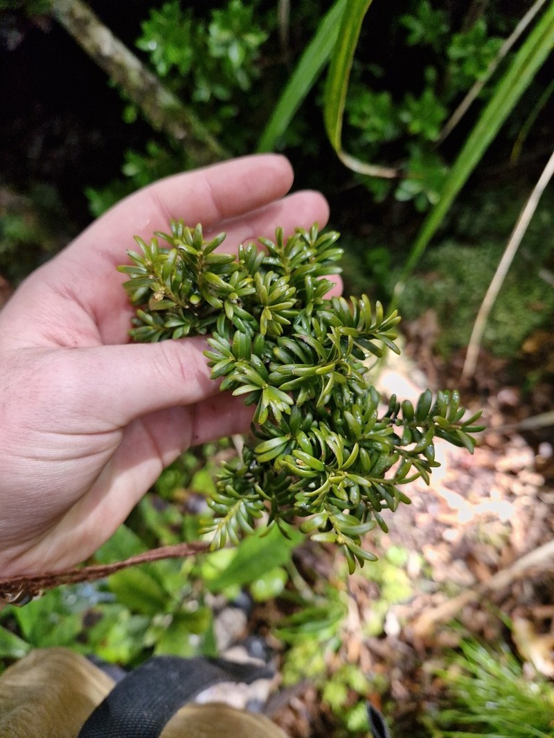 Pectinopitys ferruginea photo 6