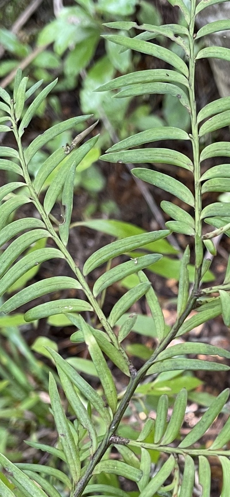Pectinopitys ferruginea photo 7