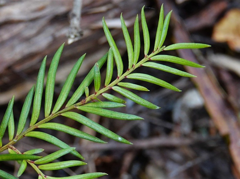 Pectinopitys ferruginea photo 8