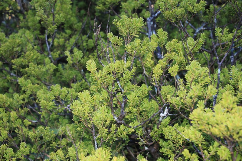 Pectinopitys ferruginoides