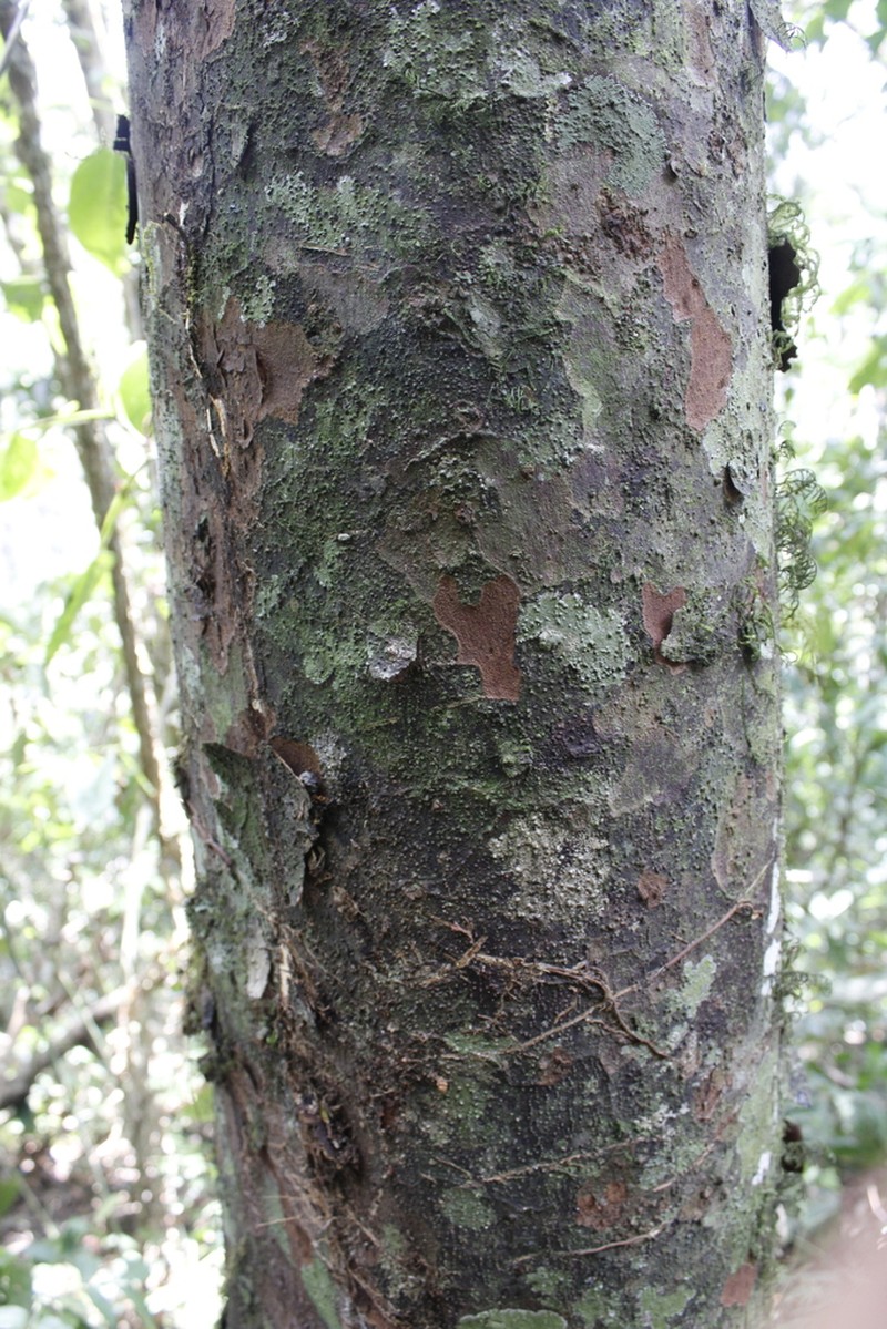 Pectinopitys harmsiana