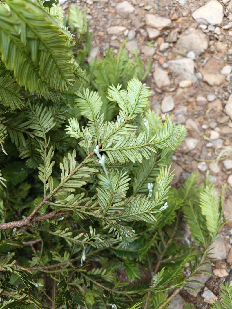 Pectinopitys harmsiana photo 2
