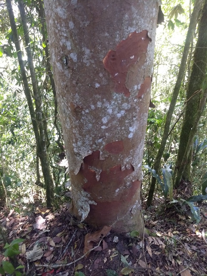 Pectinopitys harmsiana photo 3