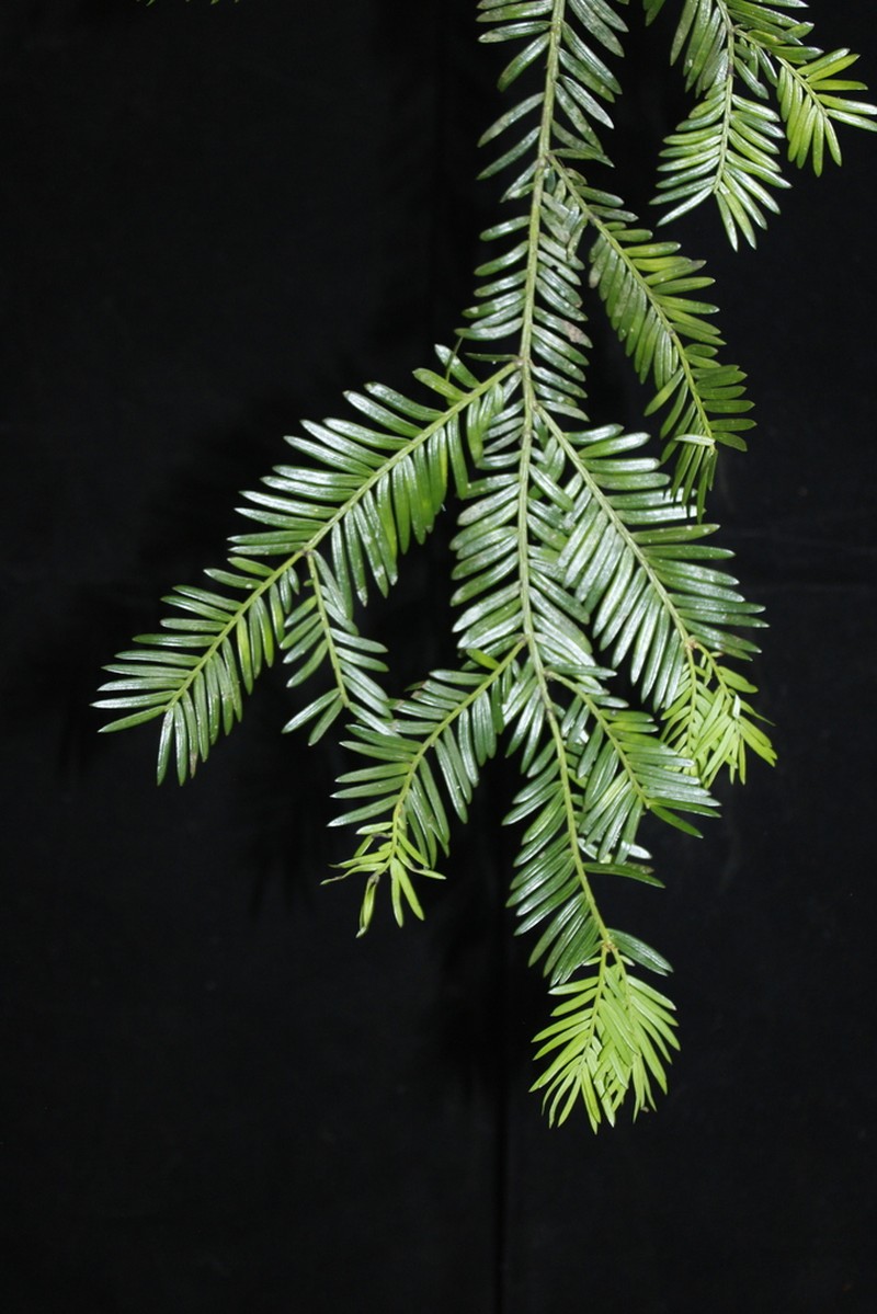 Pectinopitys harmsiana photo 4