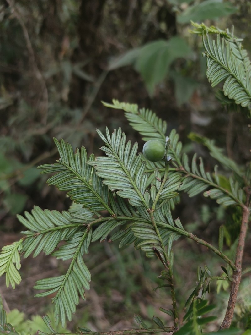 Pectinopitys harmsiana photo 7