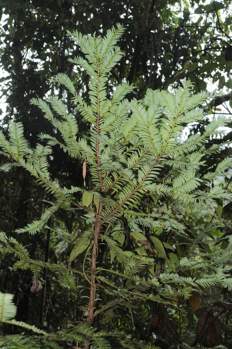 Pectinopitys harmsiana photo 8