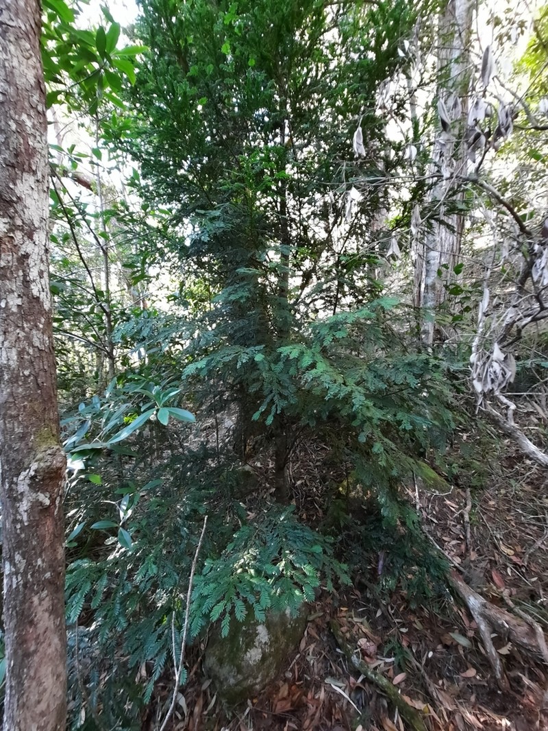 Pectinopitys ladei photo 2