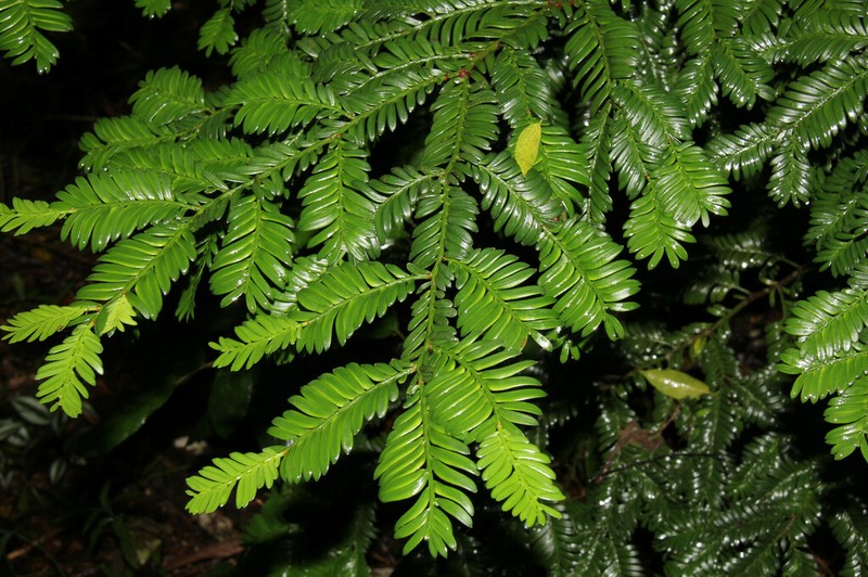 Pectinopitys ladei photo 3