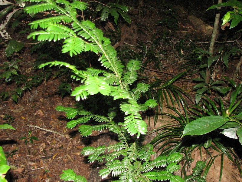 Pectinopitys ladei photo 5