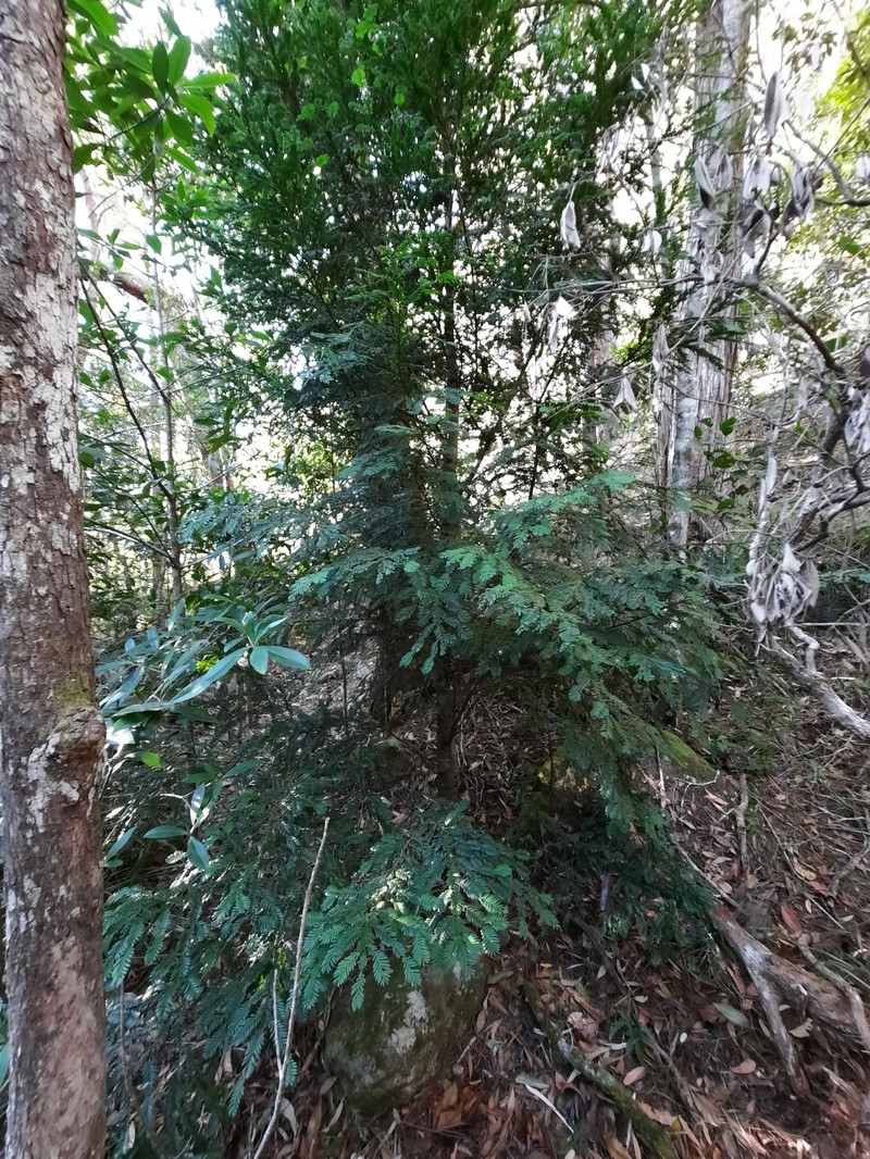 Pectinopitys ladei photo 6