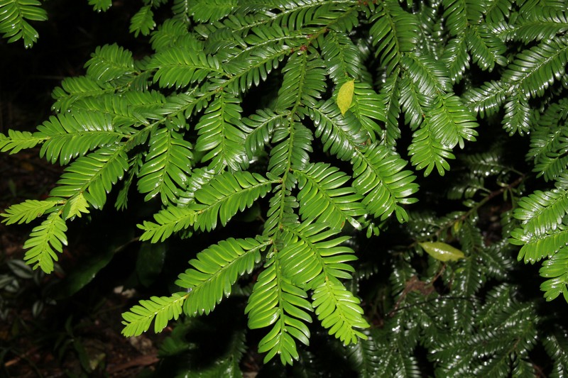Pectinopitys ladei photo 7