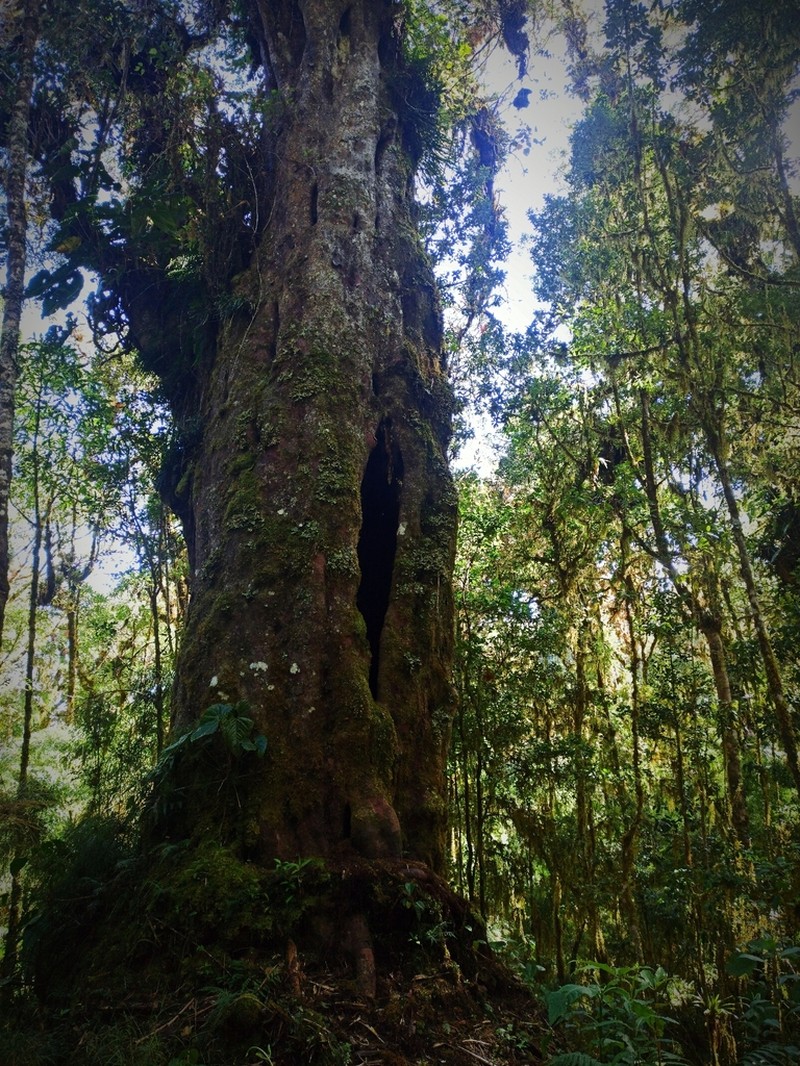 Pectinopitys standleyi