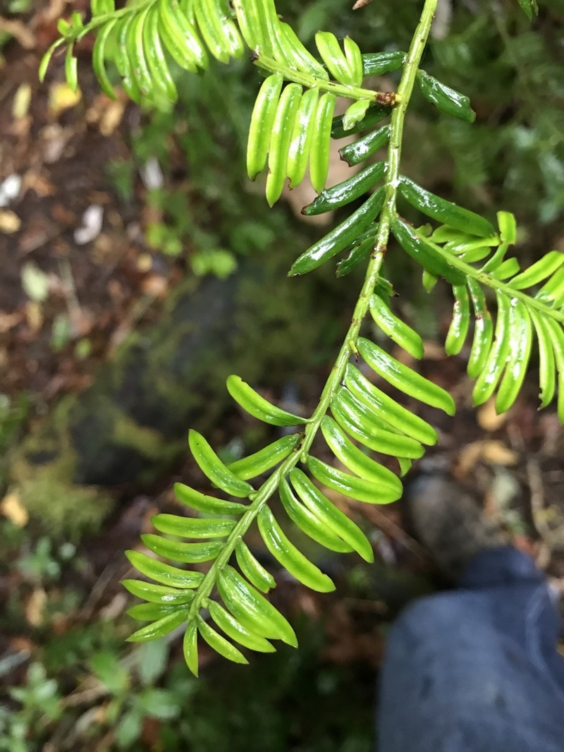 Pectinopitys standleyi photo 2