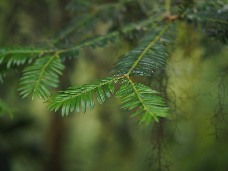 Pectinopitys standleyi photo 3