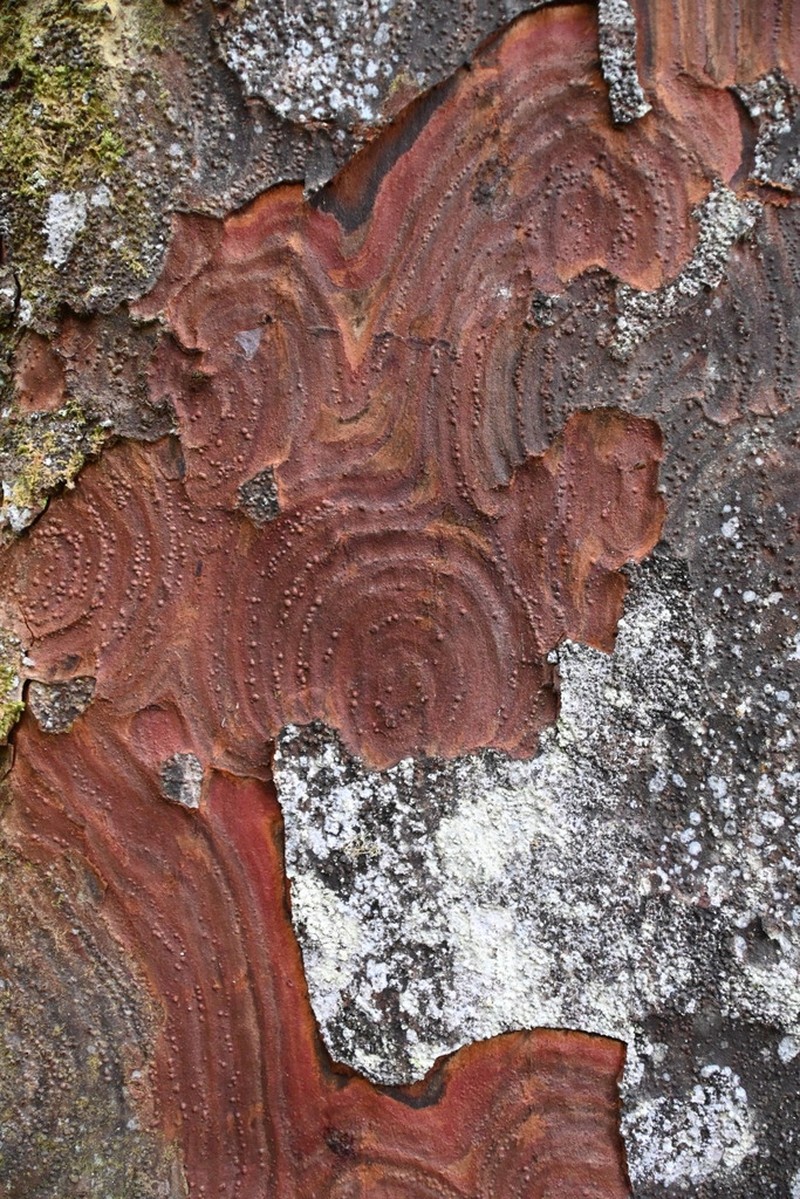 Pectinopitys standleyi photo 4
