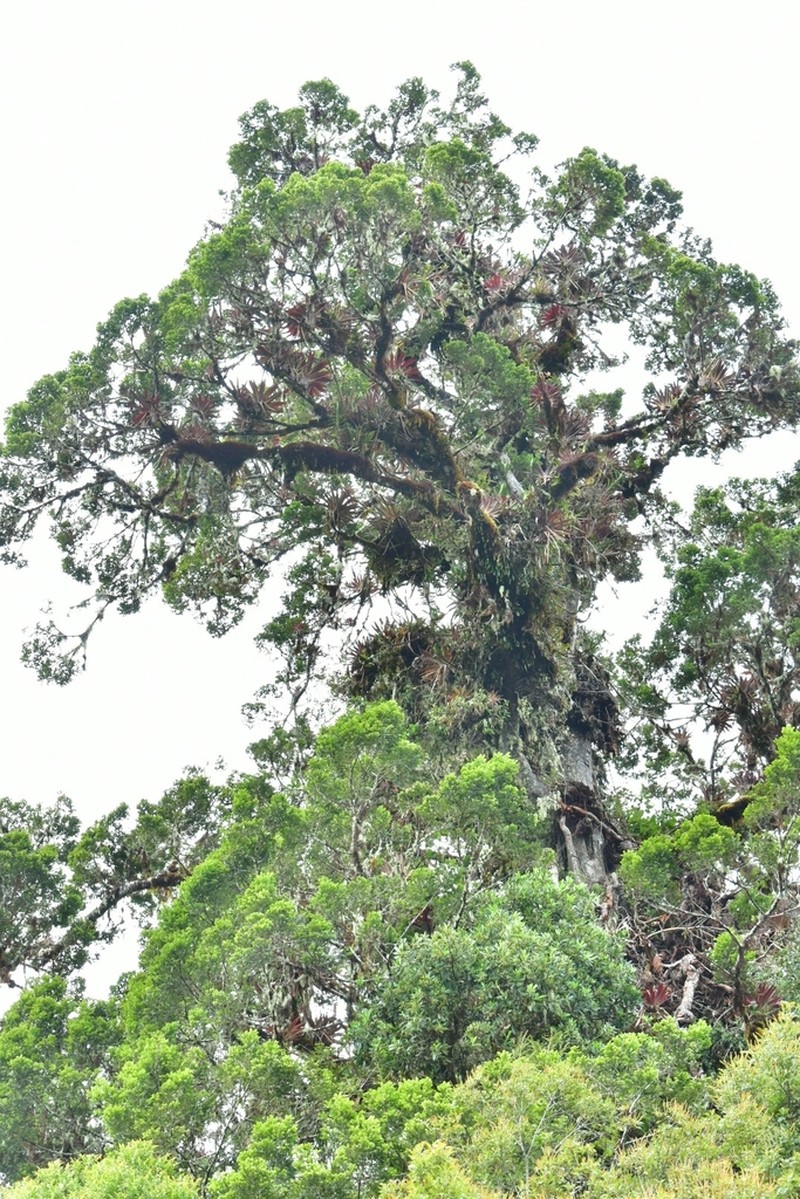 Pectinopitys standleyi photo 6