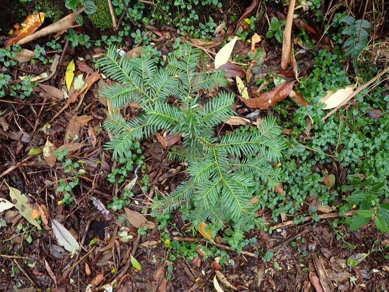 Pectinopitys standleyi photo 7