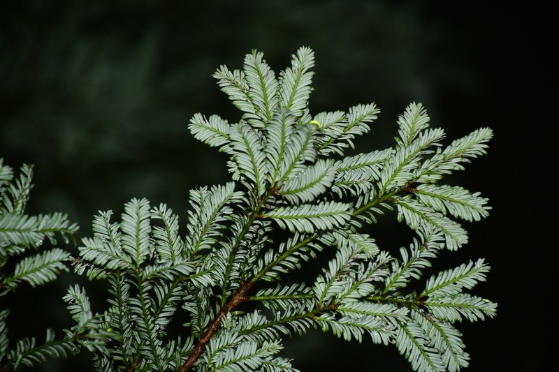 Pectinopitys standleyi photo 8