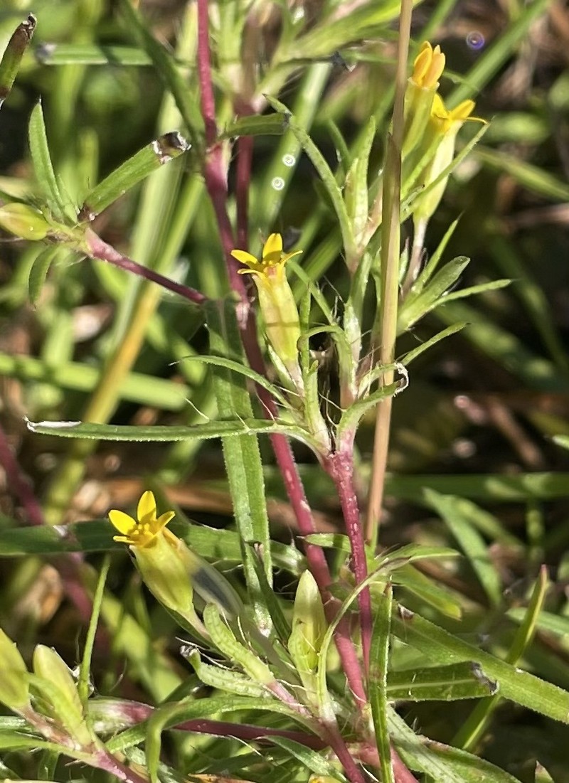 Chinchweed photo 2